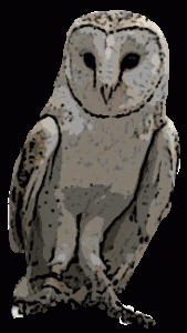 owl