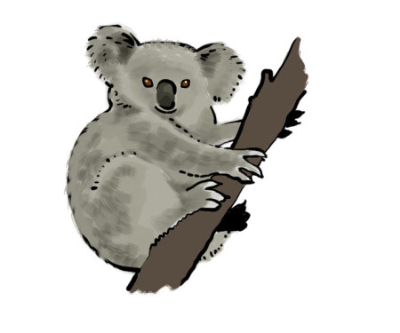 koala