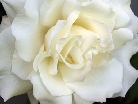 short-stories-white-rose