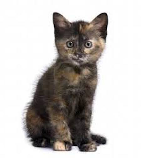 short story animal cat kitty